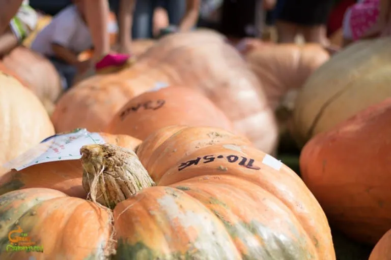 The Great Pumpkin Carnival Update